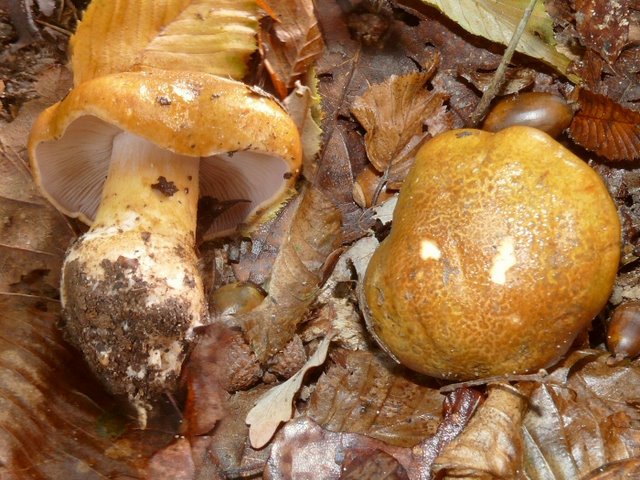 Cortinarius Cephalixus